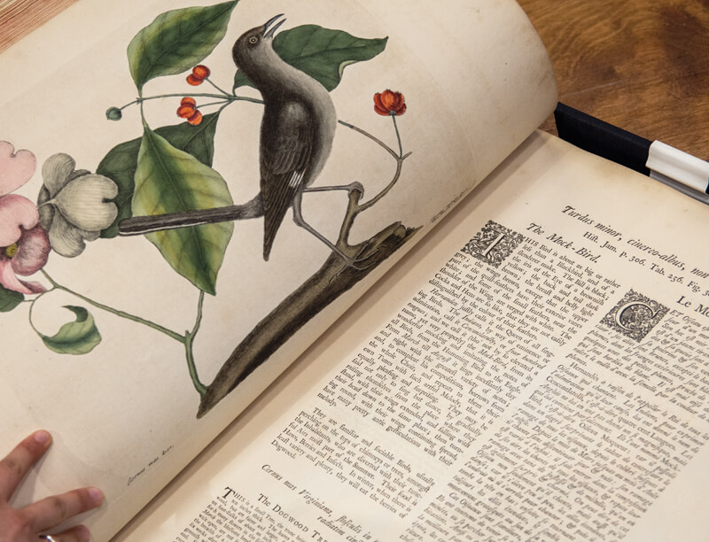 Large book open to page showing an illustration of a mockingbird